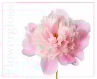 غلوس شفاه من زهرة الفاوانيا