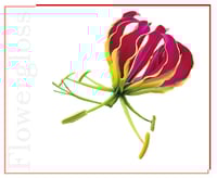 غلوس شفاه نباتي فاخر بنقاء زهرة المجد