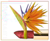 احمر شفاه زهرة طائر الجنة