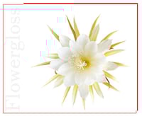 غلوس شفاه زهرة الكادوبول