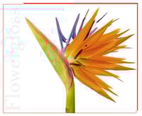 غلوس شفاه نباتي مستوحى من زهرة القِصْبَة