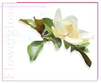 غلوس شفاه – ماغنوليا مع مسحوق اللؤلؤ