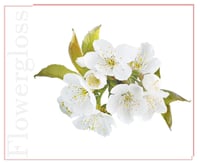 غلوس الشفاه بنفحات زهر الكرز