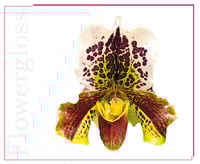 غلوس زهرة الأوركيد مع مسحوق اللؤلؤ