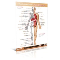 لوحة جسم الإنسان -متقدم