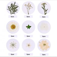 ورد مجفف متوفر عده الوان