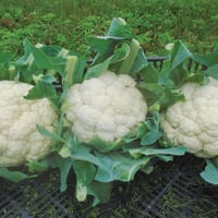 بذور قرنبيط الثلج المبكر - EarliSnow (F1) Cauliflo...