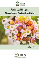 زهور القش الملونة - Strawflower Seeds - Tall Doubl...