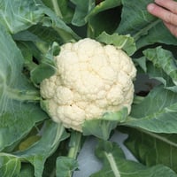 بذور قرنبيط الثلج المبكر - EarliSnow (F1) Cauliflo...