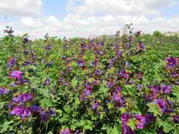 بذور خطمية فرنسية مورشيانا- Malva Hollyhock Maurit...