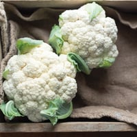 بذور قرنبيط الثلج المبكر - EarliSnow (F1) Cauliflo...