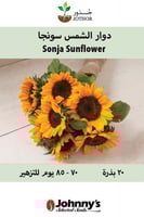 بذور دوار الشمس سونجا - Sonja Sunflower Seeds