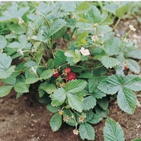 بذور فراولة ألباين - Alexandria Strawberry Seeds