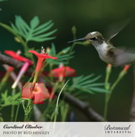 بذور متسلقة الكاردينال - Cardinal Climber Seeds