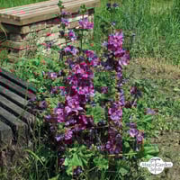 بذور خطمية فرنسية مورشيانا- Malva Hollyhock Maurit...