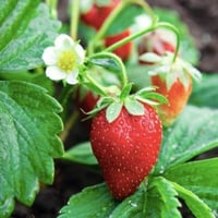 بذور الفراولة