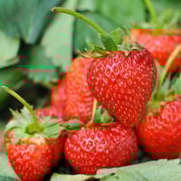 بذور الفراولة