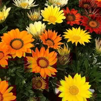 بذور الجازانيا مخلوط