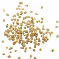 بذور الطماطم الكرزي شيري أحمر