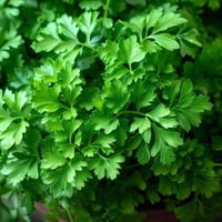 بذور بقدونس عملاق إيطالي