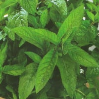 بذور نعناع فلفلي ايطالي أخضر