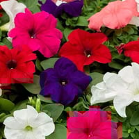 بذور البيتونيا مخلوط