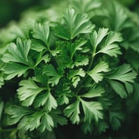 بذور بقدونس عملاق إيطالي