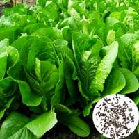 بذور الخس البلدي (بيوندانا)