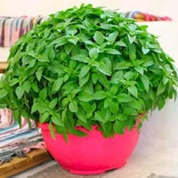 بذور الريحان الصغير