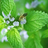 بذور المليسا ( نعناع متنوع )