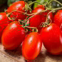 بذور الطماطم (روما)