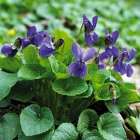 بذور البنفسج العطري (سويت فيوليت بنفسجي)