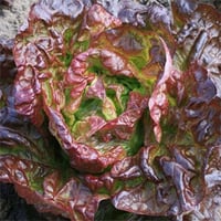 بذور خس عجائب الفصول الأربعة