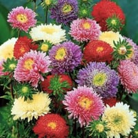 بذور أستر الأميرات مخلوط (كاليفورنيا جيانت)