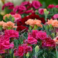 بذور القرنفل العطري متنوع