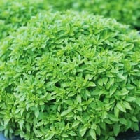 بذور الريحان الصغير