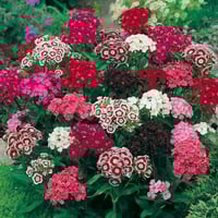 بذور قرنفل الشاعر مخلوط (سويت ويليام)