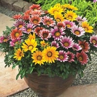 بذور الجازانيا مخلوط