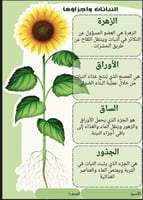 مطويات علوم للصف الثالث ابتدائي الفصل الدراسي الاو...