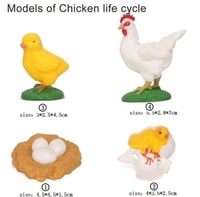 دورة حياة الدجاج