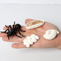 دورة حياة النمل