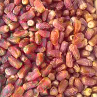 رطب صقعي المدينة المنورة الفاخر حصاد 1447هـ