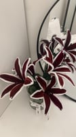 فازه ورد احمر
