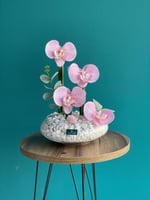 فازة الاوركيد