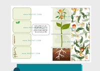 مطوية النباتات وأجزاؤها