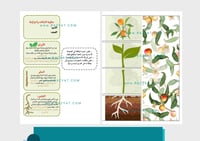 مطوية النباتات وأجزاؤها