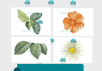 حفلة نجاح - ورد