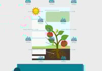 مطوية النباتات