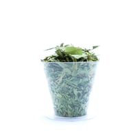 عشبة الهدال 125 جم