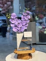 سمك الاوركيد